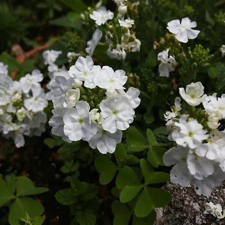Miskovic - With Balcony And Sea View East * Donje Celo