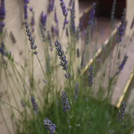 Miskovic - With Balcony And Sea View East Donje Celo