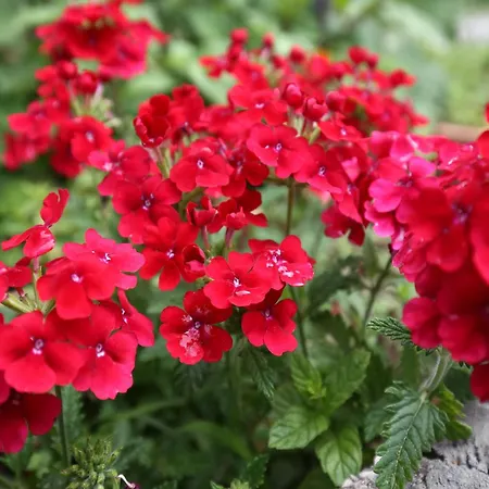 Miskovic - With Balcony And Sea View East Donje Celo