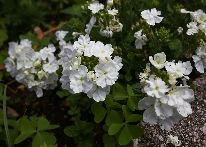 Miskovic - With Balcony And Sea View East * Donje Celo